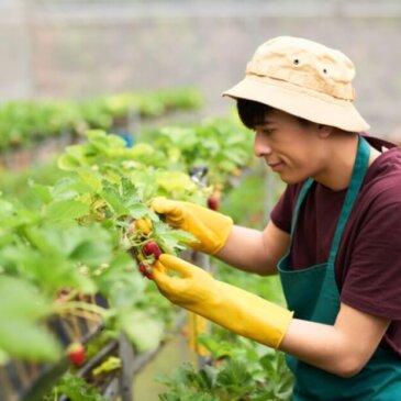 Governo do Reino Unido confirma 45.000 vistos de trabalhadores sazonais para 2025